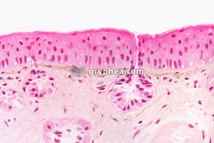 Peau de Batracien x100 - gryphea.org